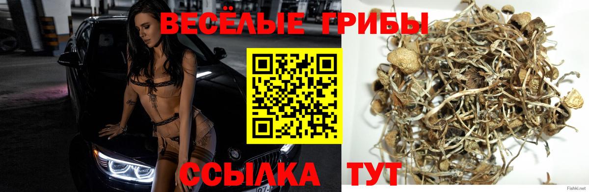 Псилоцибиновые грибы Psilocybine cubensis Вышний Волочёк